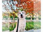 Great Pyrenees Mix DOG FOR ADOPTION RGADN-1213721 - Auggie - Great Pyrenees /