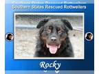 Rottweiler DOG FOR ADOPTION RGADN-1213722 - Rocky - Rottweiler (long coat) Dog