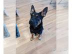 German Shepherd Dog Mix DOG FOR ADOPTION RGADN-1213726 - Luna - German Shepherd