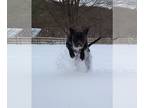 American Pit Bull Terrier Mix DOG FOR ADOPTION RGADN-1213727 - Donovan - Pit
