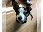 Rat Terrier DOG FOR ADOPTION RGADN-1213728 - Nemo - Rat Terrier (short coat) Dog