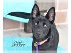 German Shepherd Dog Mix DOG FOR ADOPTION RGADN-1213737 - Cricket - German