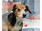 Raggle DOG FOR ADOPTION RGADN-1213738 - 240136 Igor - Beagle / Rat Terrier /