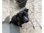 Labrador Retriever Mix DOG FOR ADOPTION RGADN-1213740 - Koda - Labrador