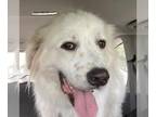 Great Pyrenees DOG FOR ADOPTION RGADN-1213744 - Sully - Great Pyrenees (medium