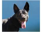 Australian Kelpie Mix DOG FOR ADOPTION RGADN-1213751 - Ranger - Australian