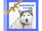 Siberian Husky DOG FOR ADOPTION RGADN-1213753 - Judy - Fagin's Haven - Siberian