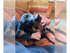 Rottweiler Mix DOG FOR ADOPTION RGADN-1213755 - Trooper - Rottweiler / Mixed Dog