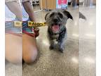 Shih Tzu Mix DOG FOR ADOPTION RGADN-1213760 - Toto - Shih Tzu / Terrier / Mixed