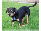 Doxle DOG FOR ADOPTION RGADN-1213771 - Rollo - Dachshund / Beagle / Mixed (short