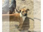 Boxer Mix DOG FOR ADOPTION RGADN-1213774 - Beau - Boxer / Terrier / Mixed (short
