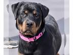 Rottweiler DOG FOR ADOPTION RGADN-1213778 - Samson - Rottweiler Dog For Adoption
