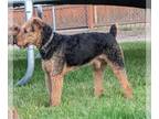Airedale Terrier DOG FOR ADOPTION RGADN-1213785 - Stanley - Airedale Terrier Dog