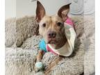 American Pit Bull Terrier Mix DOG FOR ADOPTION RGADN-1213792 - Honey Bun -