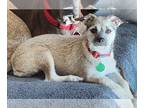 Border Terrier-Dachshund Mix DOG FOR ADOPTION RGADN-1213793 - Fuji - Border