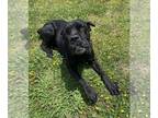 Mastiff DOG FOR ADOPTION RGADN-1213796 - 2403-1220 Daisy AKA Wiggles - Mastiff