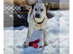 American Staffordshire Terrier Mix DOG FOR ADOPTION RGADN-1213806 - Dylan -