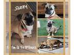 Daug DOG FOR ADOPTION RGADN-1213808 - Jazzy - Pug / Dachshund / Mixed (short