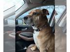 Boxer Mix DOG FOR ADOPTION RGADN-1213815 - Max - Boxer / Mixed Dog For Adoption