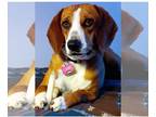 Bagle Hound DOG FOR ADOPTION RGADN-1213816 - Cookie coming soon - Beagle /
