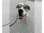 American Pit Bull Terrier Mix DOG FOR ADOPTION RGADN-1213817 - Cassie - Pit Bull