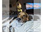 Beagle Mix DOG FOR ADOPTION RGADN-1213822 - Lacey - Beagle / Mixed Dog For