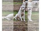 Great Pyrenees DOG FOR ADOPTION RGADN-1213826 - Ruby (white) - Great Pyrenees