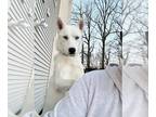 Huskies Mix DOG FOR ADOPTION RGADN-1213830 - Luna - Husky / Mixed (long coat)