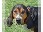 Coonhound DOG FOR ADOPTION RGADN-1213835 - Rovi - Coonhound (short coat) Dog For