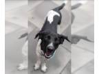 Beagle Mix DOG FOR ADOPTION RGADN-1213836 - Betty in RI - Beagle / Mixed (short