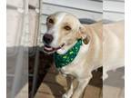 Labrador Retriever Mix DOG FOR ADOPTION RGADN-1213845 - Zoe - Labrador Retriever