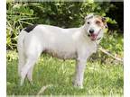 Beagle Mix DOG FOR ADOPTION RGADN-1213847 - Luna-Toons - Beagle / Mixed Dog For