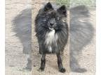 Pomeranian Mix DOG FOR ADOPTION RGADN-1213854 - Brandon - Pomeranian / Mixed