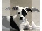 Border Collie Mix DOG FOR ADOPTION RGADN-1213874 - Louise (Bunny) - Border