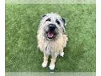 Wheaten Terrier Mix DOG FOR ADOPTION RGADN-1213876 - Rye - Wheaten Terrier /