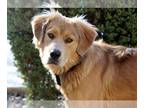 Golden Retriever Mix DOG FOR ADOPTION RGADN-1213878 - Booker - Golden Retriever