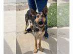 German Shepherd Dog DOG FOR ADOPTION RGADN-1213880 - Berlin - German Shepherd