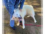 Alaskan Malamute-Huskies Mix DOG FOR ADOPTION RGADN-1213888 - Kenai