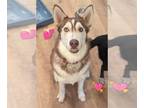 Mix DOG FOR ADOPTION RGADN-1213890 - Serena Joy - Husky (medium coat) Dog For