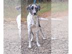 Catahoula Leopard Dog Mix DOG FOR ADOPTION RGADN-1213897 - 240152 Kurt -