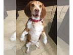 Beagle DOG FOR ADOPTION RGADN-1213903 - Willie V - Beagle Dog For Adoption