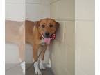 Labrador Retriever Mix DOG FOR ADOPTION RGADN-1213906 - Butterscotch (In Foster)
