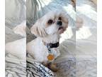 Lhasa Apso DOG FOR ADOPTION RGADN-1213907 - Martha - Lhasa Apso (medium coat)