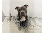 American Pit Bull Terrier DOG FOR ADOPTION RGADN-1213909 - Dior **Courtesy