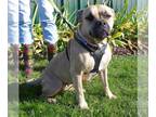 American Pit Bull Terrier Mix DOG FOR ADOPTION RGADN-1213913 - Rescue Jolene -