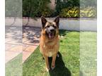 German Shepherd Dog Mix DOG FOR ADOPTION RGADN-1213916 - Luna - German Shepherd