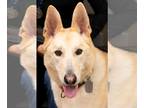 German Shepherd Dog DOG FOR ADOPTION RGADN-1213924 - Davey - German Shepherd Dog