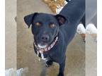 Shepradors DOG FOR ADOPTION RGADN-1213930 - Delilah - Labrador Retriever /
