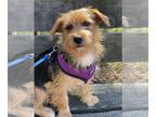 Silky Terrier Mix DOG FOR ADOPTION RGADN-1213945 - Odie - Silky Terrier /