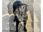 Labrador Retriever DOG FOR ADOPTION RGADN-1213947 - Venetia Nov 23 - Labrador